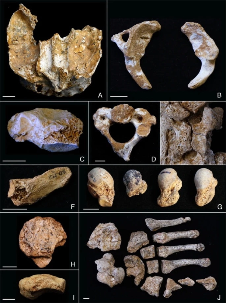 El Sidron Cave Bones