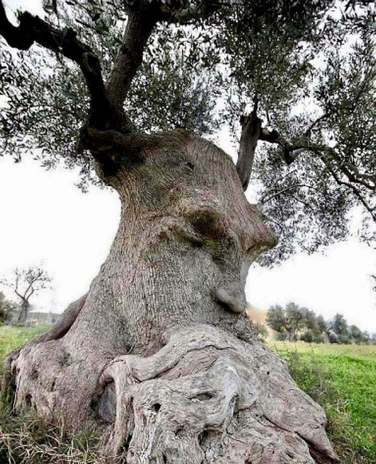 Ancient Olive Thinking Tree