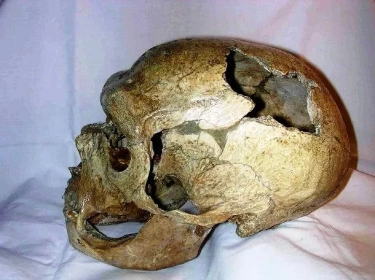 Neanderthals Skull