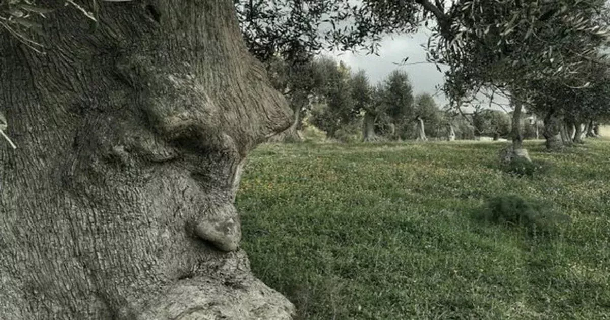 The Thinking Tree of Italy and Puglia's Magnificent Olive Groves